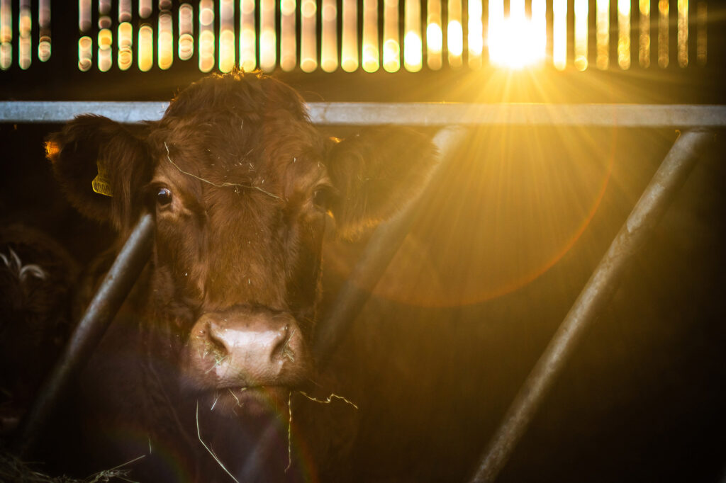 Lakeland Farm Visitor Centre - Things to do in the lake district